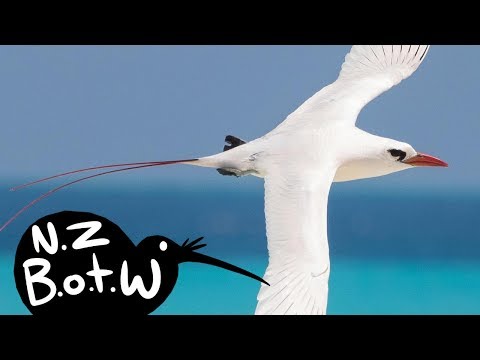 Red-tailed tropicbird - New Zealand Bird of the Week