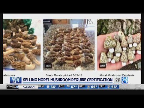 download lagu mp3 mp4 Where To Buy Morel Mushrooms, download lagu Where To Buy Morel Mushrooms gratis, unduh video klip Where To Buy Morel Mushrooms