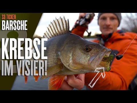 Große Barsche lieben Krebse! So ticken Barsche!