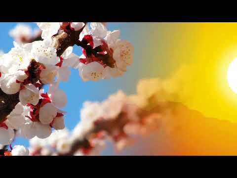 Dragomir Majkic   Oj, djevojko, Jelo