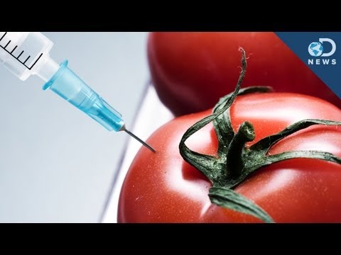 What's the Deal with Genetically Modified Food? Video