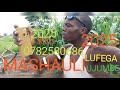2025 Nyanda Mashauli Song Lufega 0782580686 01 30
