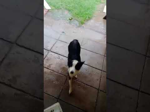 Lluvia en QUITILIPI Chaco Argentina 2025