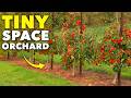 How To Grow Your Own Micro Orchard