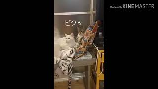 ビックリしたニャン😸