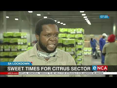 Sweet times for citrus sector