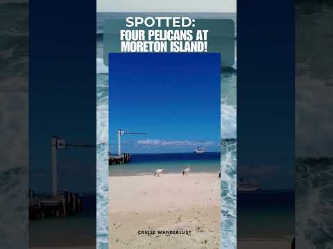 Thumbnail for FOUR  Pelicans Spotted at Moreton Island"#CruiseExperiences #travel