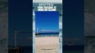 FOUR Pelicans Spotted at Moreton Island"#CruiseExperiences #travel