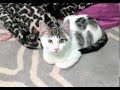 Cute Kitten Photoshoot Barney S Eye Plan Nursery 10