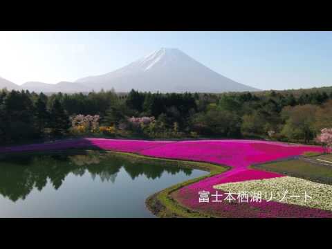 富士本栖湖リゾート(富士芝桜まつり)