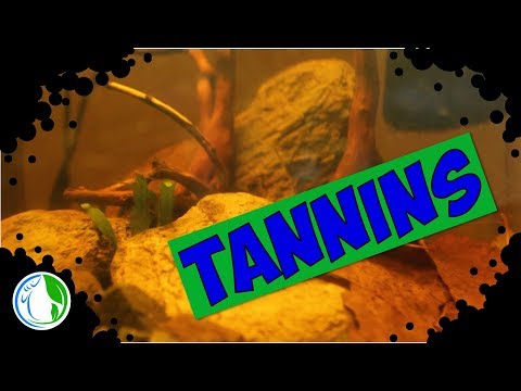 TANNINS IN THE AQUARIUM - BLACKWATER BETTA FISH TANK