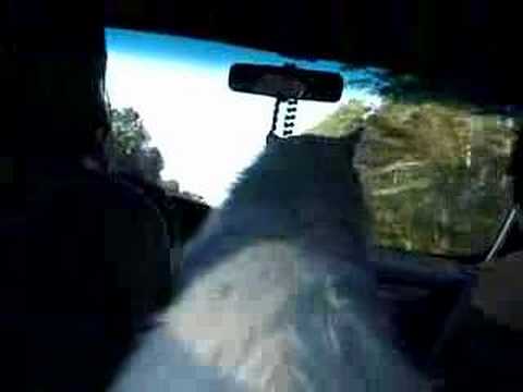 Socrates the cat loves car rides