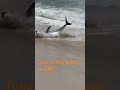 Beached Bluefin Tuna thrashing in the surf on Long Beach Island NJ #tuna