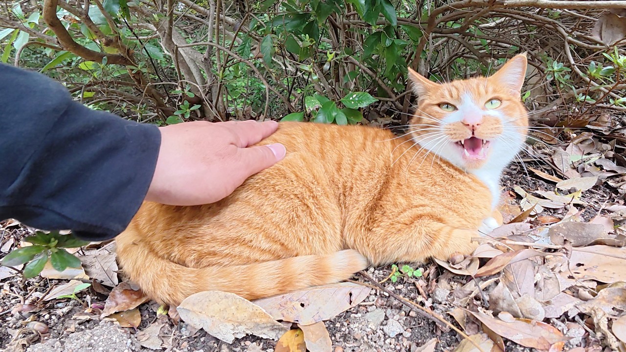 大きな鳴き声で「ナデてくれ！」と要求してくる茶シロ猫ちゃん