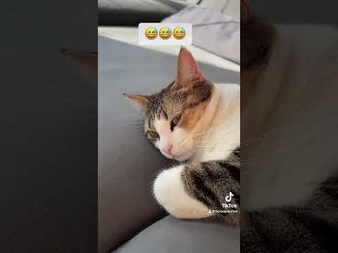 Moin Leute! 🐾😻🙋🏻‍♀️   #animalwhisperer #tieresprechen #tierkommunikation #katze #liebe #tiere