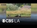 Big Bear bald eagle Jackie rescued by Los Angeles wildlife officials after fight with other eagles