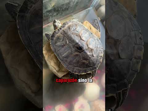 El resistente caparazón de la tortuga puede soportar la poderosa mordida del cocodrilo? 🐢🐊🤔