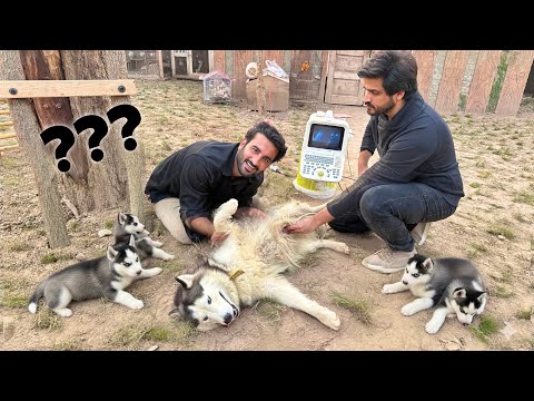 Fiona K Bachy Es Dfa Kis ko Chahiyen?😍