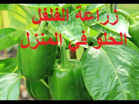 , title : 'زراعة الفلفل الاخضر الحلو في المنزل من الالف الى الياء Cultivate sweet green peppers at home'