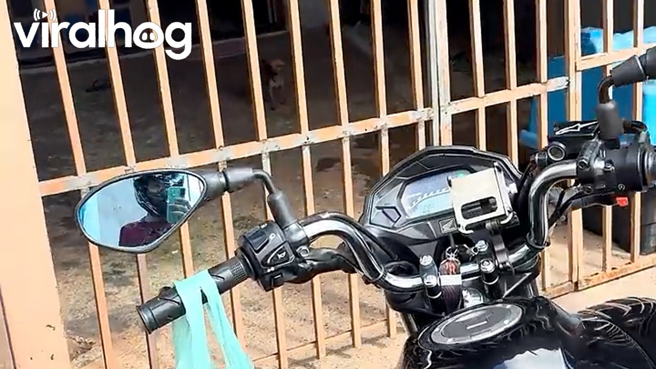 Cute Mini Pincher Perks Up Ears at Car Horn || ViralHog