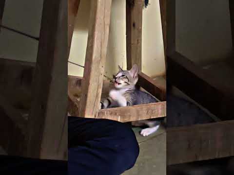 Play time with sony😘#pets #catlover #viralvideo #youtubeshorts