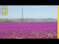See One Of Earth S Driest Places Experience A Rare Flower Boom National Geographic