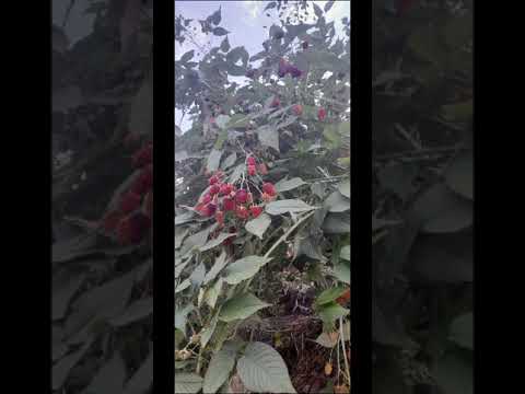 emprendimiento en el cultivo de mora