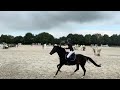Karma du Pin - CSO - CCE - Hongre 6 ans