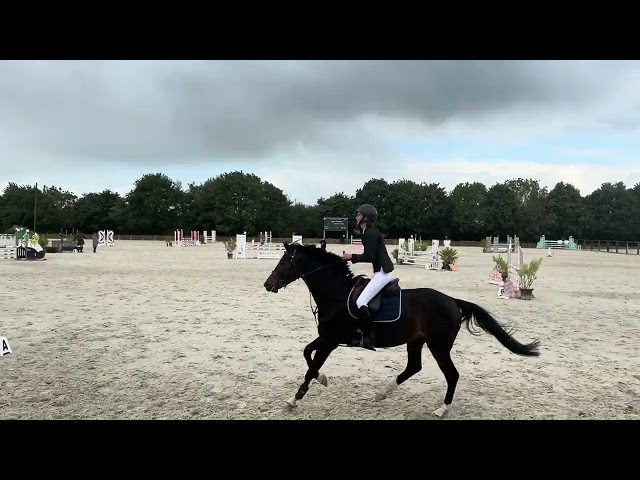 Karma du Pin - CSO - CCE - Hongre 6 ans 