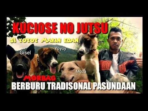 BURU BABI TERKUAT DI BUMI PART 20 ,  Moro b4gong di tanah pasundaan garut