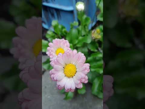 I love flowers #flowerlover#nature #shortvideo #love