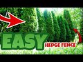 HOW Far Apart Do You Plant Arborvitae?? | Emerald Green Arborvitae Hedge