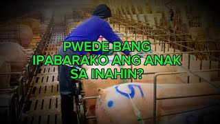 BAKIT INIIWASAN ANG INBREEDING SA BABOY?