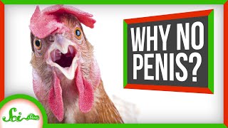 Why Did the Rooster Lose Its Penis?