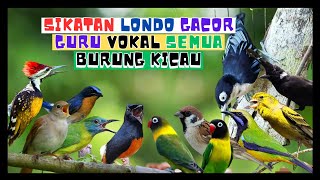 Download lagu SIKATAN LONDO GACOR GURU VOKAL SEMUA BURUNG KICAU / NIGHTINGALE mp3