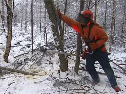 Metsolan Metsäkoulu 192 - Metsäopetusta 20 v sitten - Miten kaadetaan isompia puita