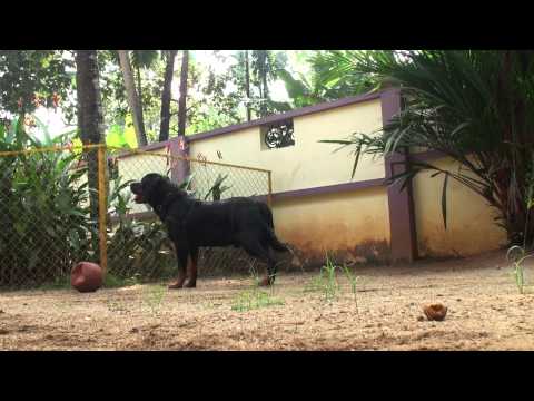 Ch.India,Ch.Bosnia,Ch.Serbia & IPO-1. Dandy Bistua Nuova Von Der Meister Weg.MTS