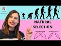 GENETIC DIVERSITY & NATURAL SELECTION:A-LEVEL.Help understanding directional & stabilising selection