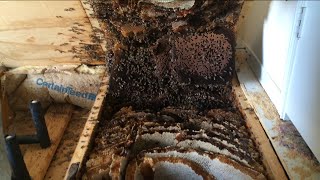 Honeybee Removal 061 - Bees in Floor Joists, Cutting Floor