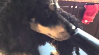 Blow drying the poodle