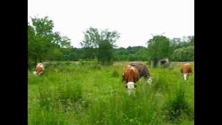 preview picture of video 'Grazing Cows in Majske Poljane'