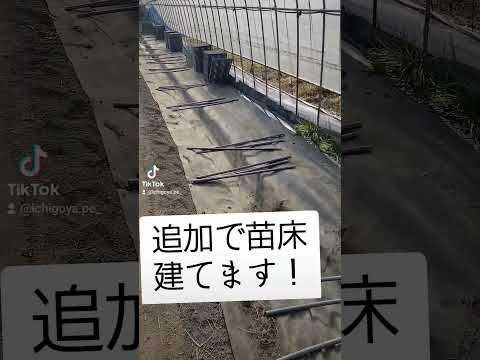 苗をモグラコオロギから守る 害虫 昆虫 齧歯動物が出てくる 錠剤が若い植物を攻撃する