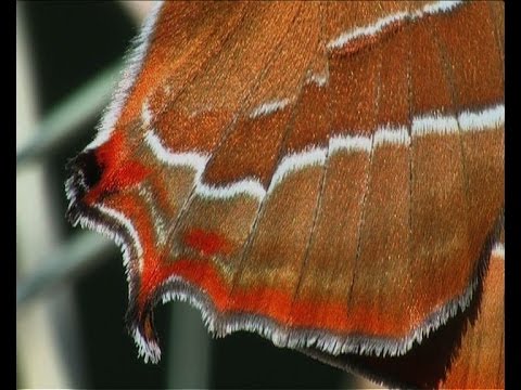 The Brown Hairstreak (Thecla betulae)