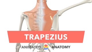 Trapezius - Animated Actions + Anatomy
