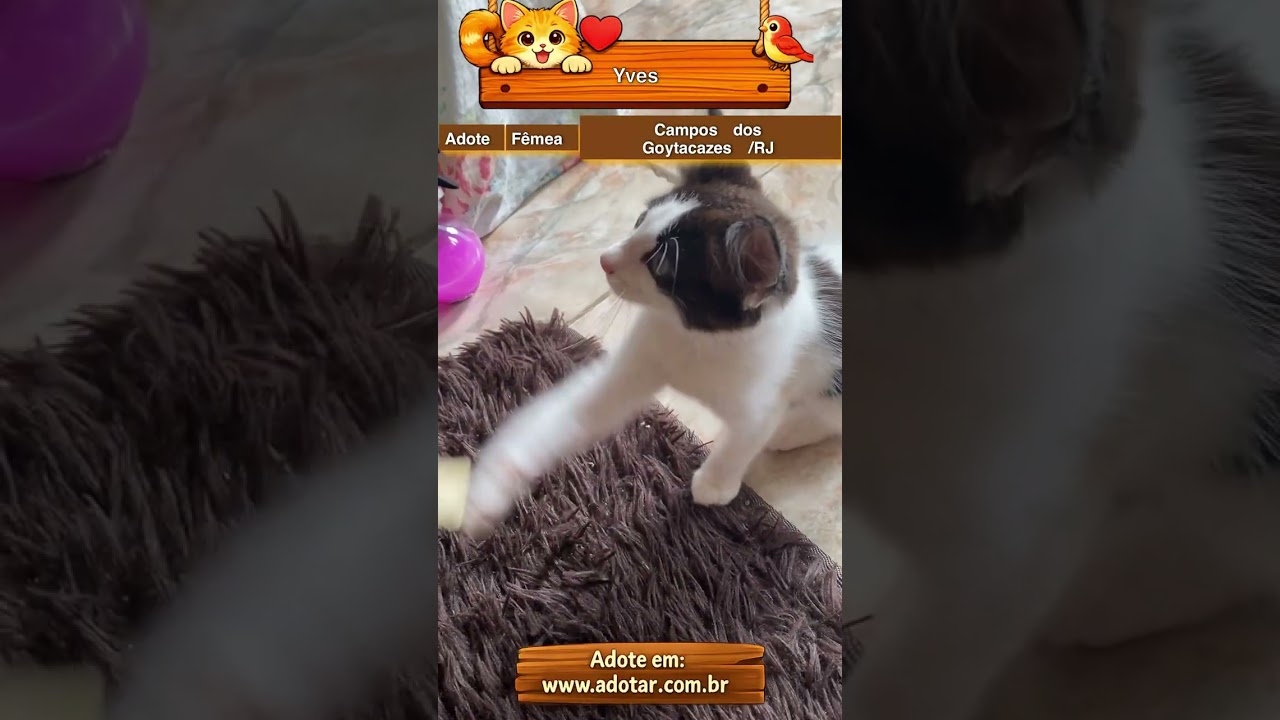 Gato raça SRD-ViraLata idade 2 a 6 meses nome Yves