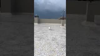 Bunny 🐇