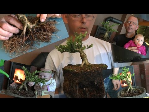 Bonsai kommt in eine Schale. Lonicera
