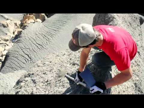 Berrecloth Search & Destroy