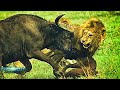 Африканский МОЛОТОБОЕЦ - Буйвол в Деле! Буйвол против львов, носорогов, слонов и даже туристов!