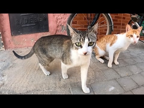A Gray Cat Comes To Me For Love And Has Long Lost One Of Its Back Feet.